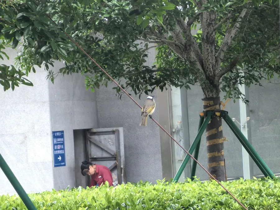 馆外的白头鹎
