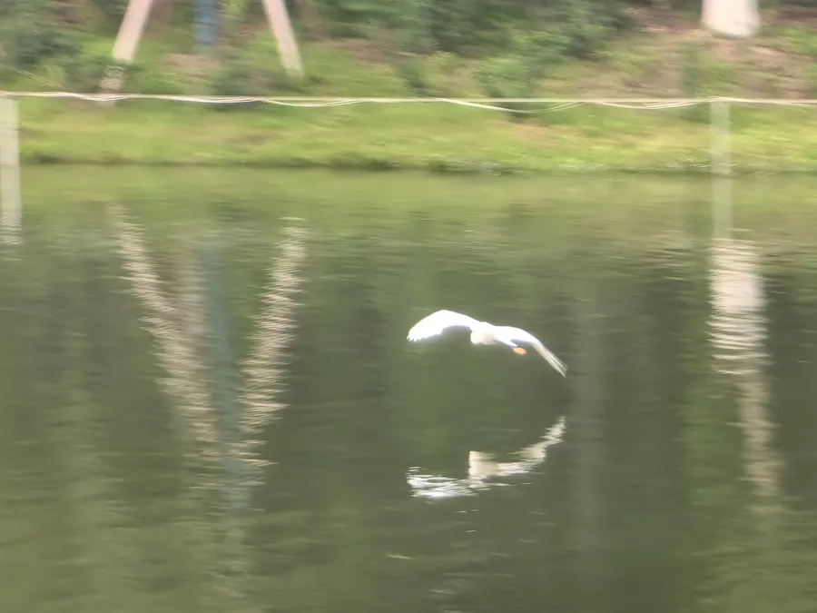 小白鹭 2